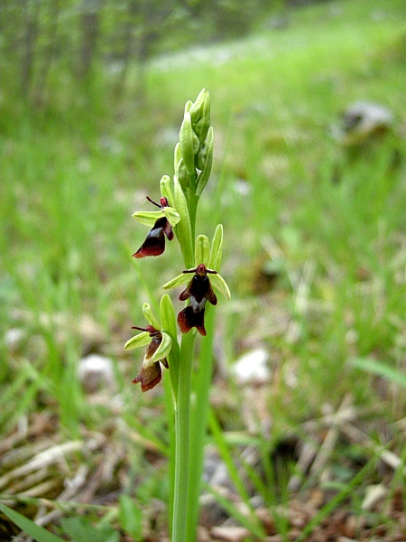 ophrys insectifera